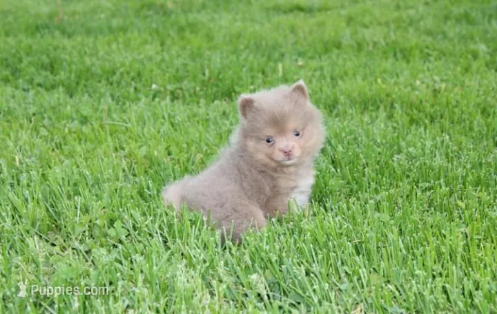 Princess  – Pomeranian puppy for sale in Millersburg, OH