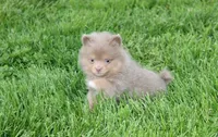 Princess , a female Pomeranian for sale in Millersburg, OH – Photo 7 of 10