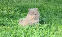 Princess , a female Pomeranian for sale in Millersburg, OH – Photo 4 of 10