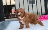 Lexi, a female Cavapoo for sale in Millersburg, OH – 10 of 10