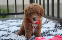 Kirian, a male Bichpoo for sale in Millersburg, OH – 9 of 9