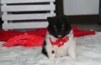 ZIGGY, a male Pomeranian for sale in Millersburg, OH – 7 of 7