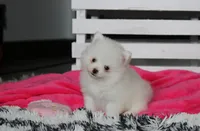 Bianca , a female Pomeranian for sale in Millersburg, OH – 3 of 9