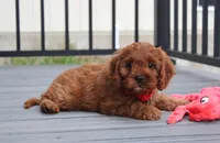 Max, a male Cavapoo for sale in Millersburg, OH – 5 of 9
