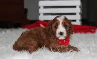 Mika, a male Cavapoo for sale in Millersburg, OH – 2 of 9