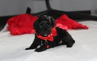 River, a male Yorkipoo for sale in Millersburg, OH – 5 of 7