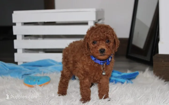Simba – Poodle - Miniature  puppy for sale in Millersburg, OH