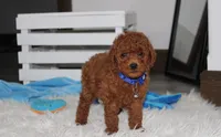 Simba, a male Poodle - Miniature  for sale in Millersburg, OH – 1 of 5