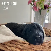 Emmilou, a female Goldendoodle for sale in Easley, SC – 1 of 2