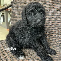 Emmilou, a female Goldendoodle for sale in Easley, SC – 2 of 2