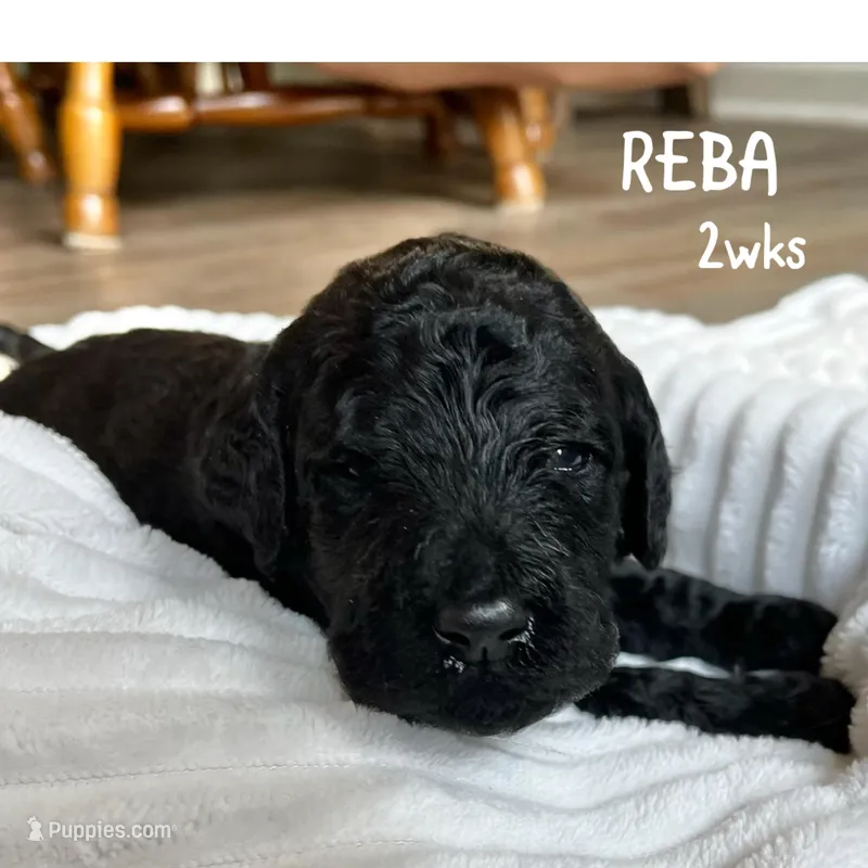 Reba – Goldendoodle puppy for sale in Easley, SC