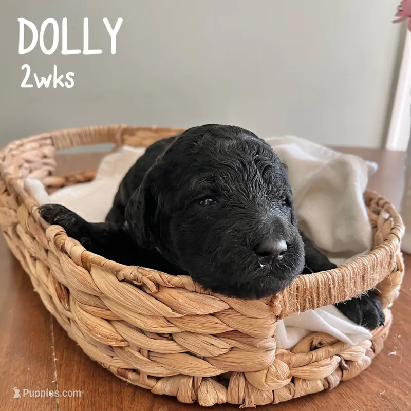 Dolly – Goldendoodle puppy for sale in Easley, SC
