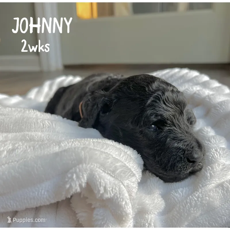 Johnny – Goldendoodle puppy for sale in Easley, SC