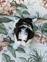 Everest, a male Miniature Bernedoodle for sale in Horseshoe Bend, ID – 2 of 6