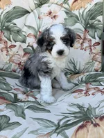 Brooke, a female Miniature Bernedoodle for sale in Horseshoe Bend, ID – 1 of 5