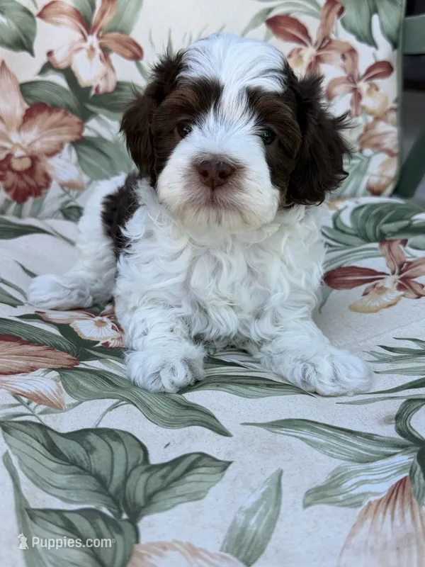 Everest – Miniature Bernedoodle puppy for sale in Horseshoe Bend, ID