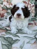 Everest, a male Miniature Bernedoodle for sale in Horseshoe Bend, ID – 1 of 6