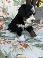 Hudson, a male Miniature Bernedoodle for sale in Horseshoe Bend, ID – 5 of 5