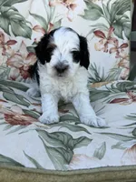 Canyon, a male Miniature Bernedoodle for sale in Horseshoe Bend, ID – 5 of 7