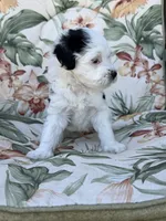 Delta, a female Miniature Bernedoodle for sale in Horseshoe Bend, ID – 2 of 4