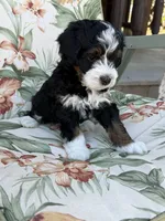 Hudson, a male Miniature Bernedoodle for sale in Horseshoe Bend, ID – 3 of 5