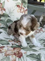 Sierra, a female Miniature Bernedoodle for sale in Horseshoe Bend, ID – 4 of 5
