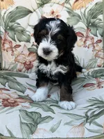 Hudson, a male Miniature Bernedoodle for sale in Horseshoe Bend, ID – 1 of 5