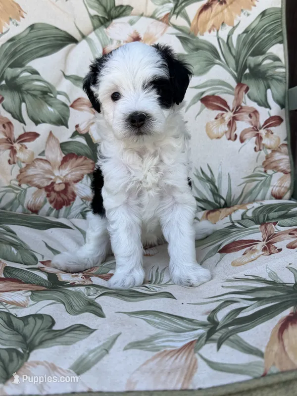 Delta – Miniature Bernedoodle puppy for sale in Horseshoe Bend, ID