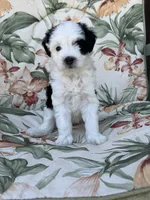 Delta, a female Miniature Bernedoodle for sale in Horseshoe Bend, ID – 1 of 4