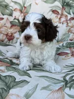 Everest, a male Miniature Bernedoodle for sale in Horseshoe Bend, ID – 3 of 6