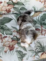 Sierra, a female Miniature Bernedoodle for sale in Horseshoe Bend, ID – 5 of 5