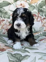 Cache , a male Miniature Bernedoodle for sale in Horseshoe Bend, ID – 2 of 5