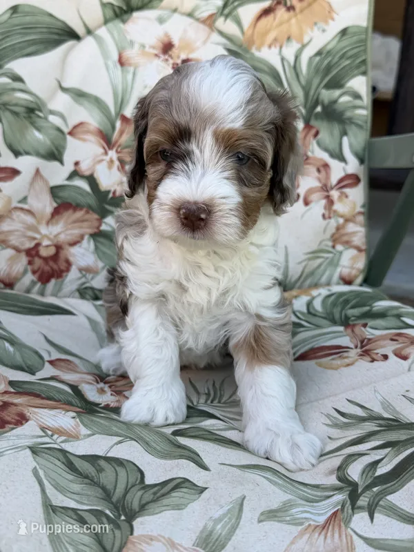 Sierra – Miniature Bernedoodle puppy for sale in Horseshoe Bend, ID