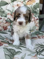 Sierra, a female Miniature Bernedoodle for sale in Horseshoe Bend, ID – 1 of 5