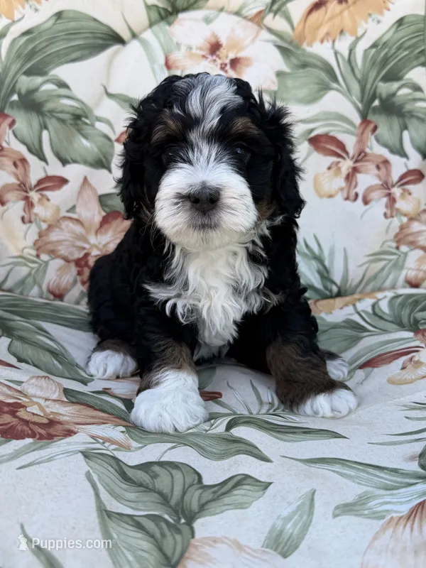 Cache  – Miniature Bernedoodle puppy for sale in Horseshoe Bend, ID