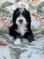 Cache , a male Miniature Bernedoodle for sale in Horseshoe Bend, ID – 1 of 5