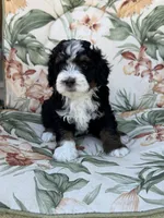 Cache , a male Miniature Bernedoodle for sale in Horseshoe Bend, ID – 4 of 5