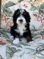 Cache , a male Miniature Bernedoodle for sale in Horseshoe Bend, ID – 5 of 5
