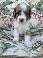 Sierra, a female Miniature Bernedoodle for sale in Horseshoe Bend, ID – 2 of 5