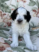 Canyon, a male Miniature Bernedoodle for sale in Horseshoe Bend, ID – 4 of 7
