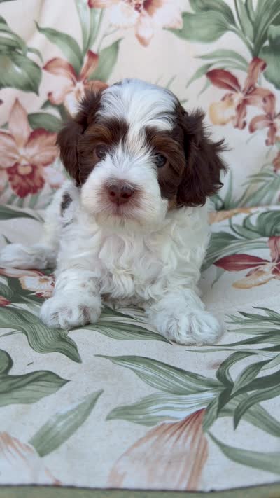 Everest, a male Miniature Bernedoodle for sale in Horseshoe Bend, ID – 6 of 6