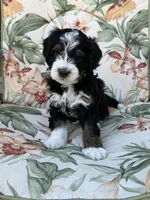 Hudson, a male Miniature Bernedoodle for sale in Horseshoe Bend, ID – 4 of 5