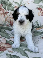 Canyon, a male Miniature Bernedoodle for sale in Horseshoe Bend, ID – 3 of 7
