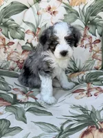 Brooke, a female Miniature Bernedoodle for sale in Horseshoe Bend, ID – 3 of 5