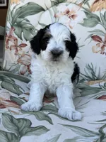 Canyon, a male Miniature Bernedoodle for sale in Horseshoe Bend, ID – 7 of 7