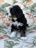 Hudson, a male Miniature Bernedoodle for sale in Horseshoe Bend, ID – 2 of 5