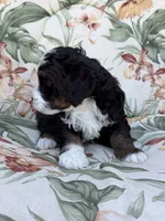 Cache , a male Miniature Bernedoodle for sale in Horseshoe Bend, ID – 3 of 5