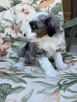 Brooke, a female Miniature Bernedoodle for sale in Horseshoe Bend, ID – 4 of 5