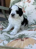 Canyon, a male Miniature Bernedoodle for sale in Horseshoe Bend, ID – 2 of 7