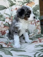 Brooke, a female Miniature Bernedoodle for sale in Horseshoe Bend, ID – 2 of 5